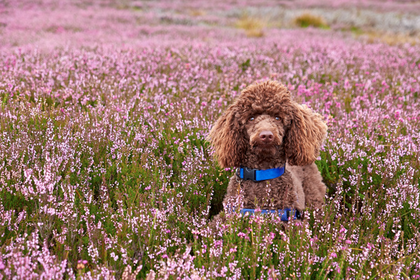 dog in lavender field