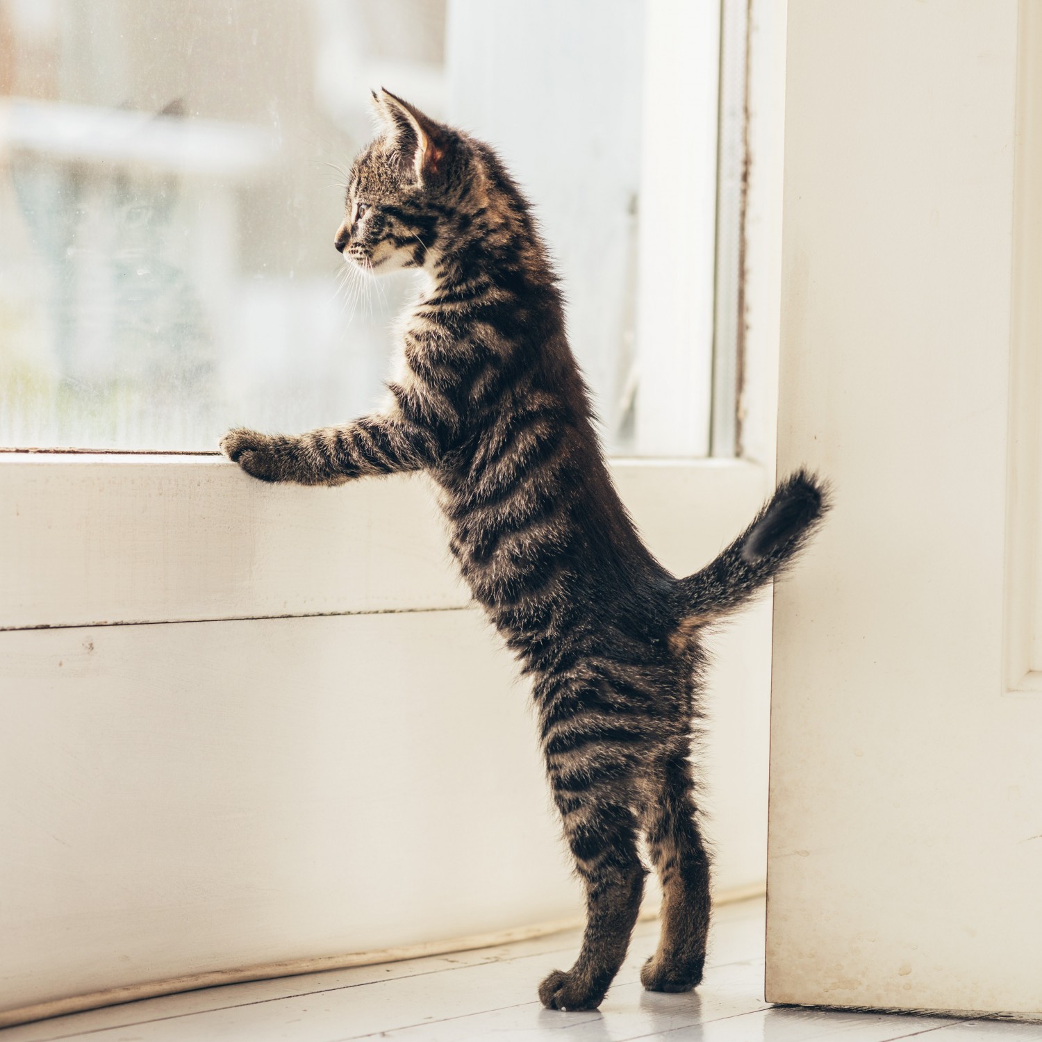 kitten looking out window