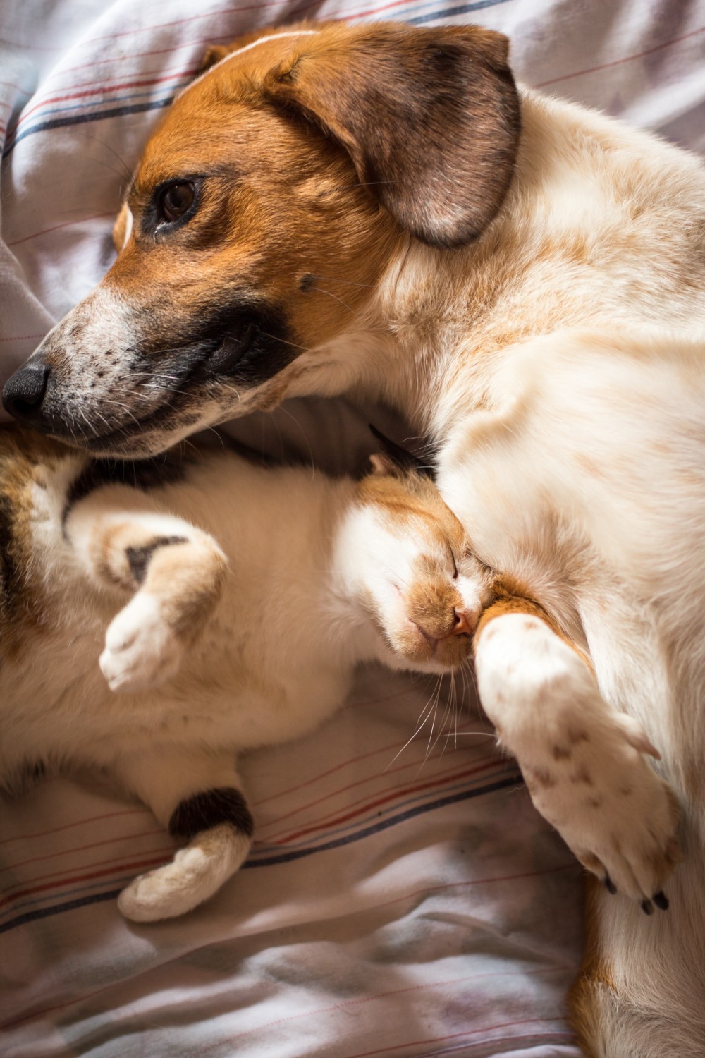 Snuggling Cat and dog