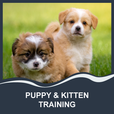 Puppy Training